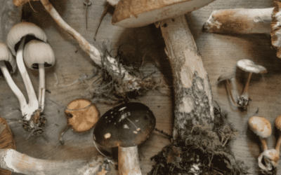 Mushrooms: The Immunity Boosting Super Food